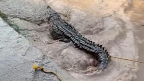 Las autoridades informaron que el cocodrilo será trasladado a su hábitat natural en la zona de los esteros