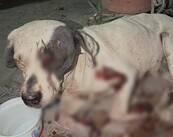 Las pesquisas lograron dar con el paradero de las agresiones a 'Vaquita'.