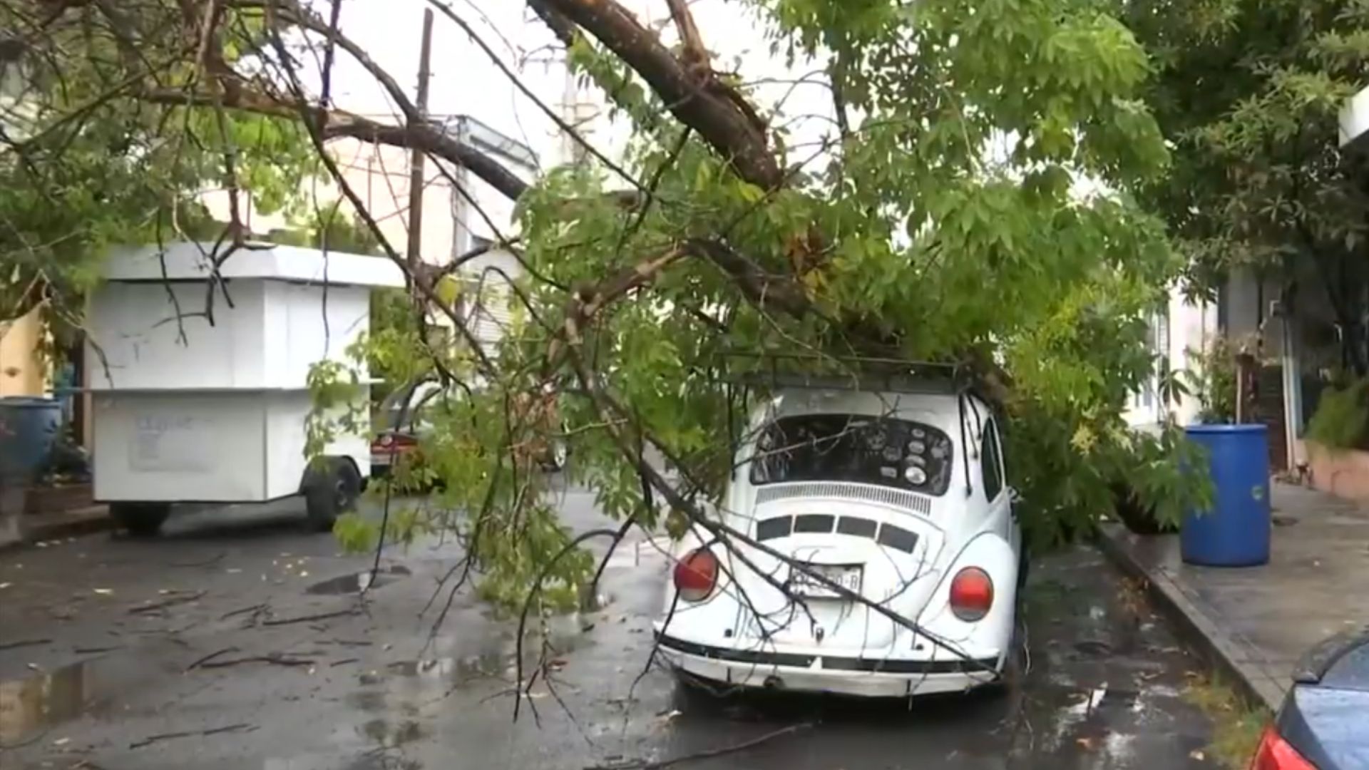 Cae árbol sobre auto tras fuertes lluvias en Guadalupe, Nuevo León. TD Fin de Semana Nocturno Monterrey, 02 de agosto de 2026