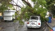 Cae árbol sobre auto tras fuertes lluvias en Guadalupe, Nuevo León. TD Fin de Semana Nocturno Monterrey, 02 de agosto de 2026