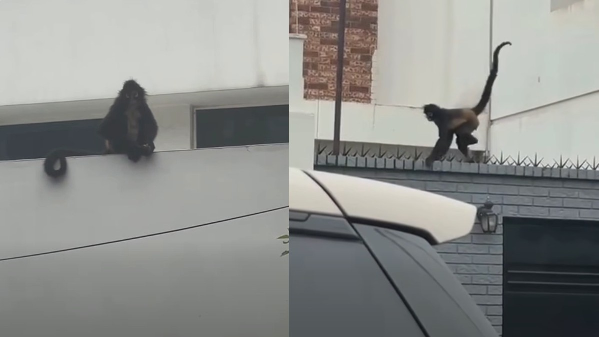Aparentemente el mono araña sería mascota de uno de los residentes de la zona.