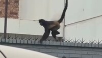 Aparentemente el mono araña sería mascota de uno de los residentes de la zona.