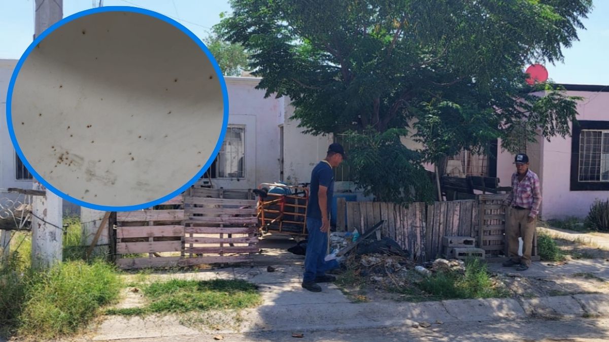 Los habitantes advierten sobre el riesgo de picaduras y el peligro latente de contraer enfermedades graves como la rickettsiosis.