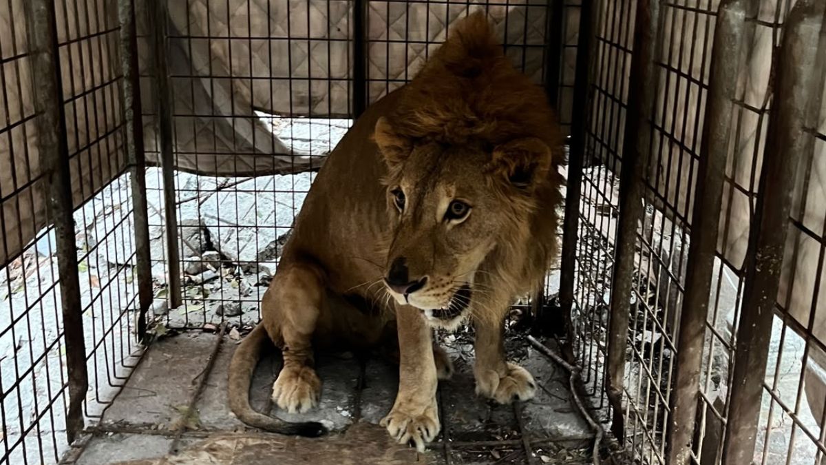 El hallazgo de un león en una vivienda abandonada sorprendió a vecinos y movilizó a rescatistas durante la madrugada.| Especial