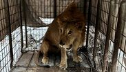 El hallazgo de un león en una vivienda abandonada sorprendió a vecinos y movilizó a rescatistas durante la madrugada.| Especial