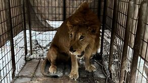 El hallazgo de un león en una vivienda abandonada sorprendió a vecinos y movilizó a rescatistas durante la madrugada.| Especial
