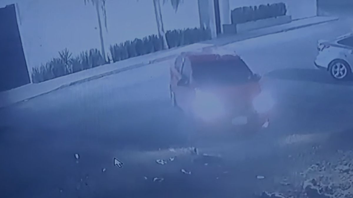 Oso descansaba al exterior de un domicilio cuando un vehículo tipo sedán le pasó por encima.