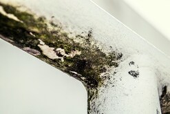 Respirar esporas de hongos, moho y micotoxinas puede generar problemas de salud graves. | Pexels