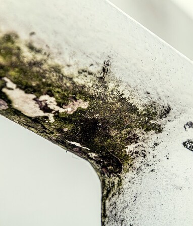Respirar esporas de hongos, moho y micotoxinas puede generar problemas de salud graves. |  Pexels