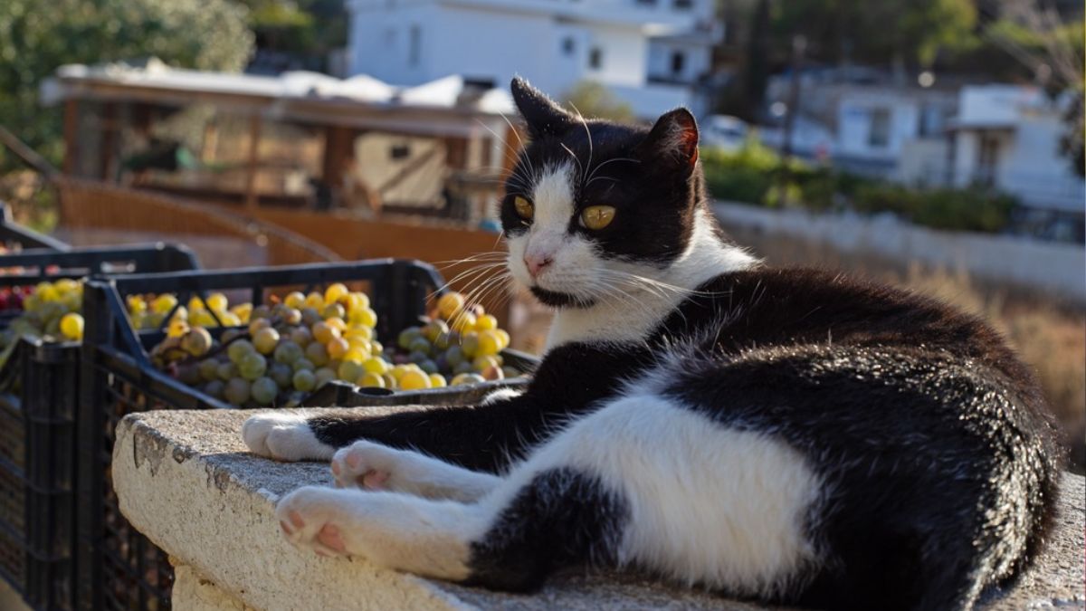 Explora Ermúpoli y el encanto neoclásico de las Cícladas mientras socializas con los gatos de Syros Cats. ¡Una labor con propósito en Grecia!