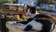 Explora Ermúpoli y el encanto neoclásico de las Cícladas mientras socializas con los gatos de Syros Cats. ¡Una labor con propósito en Grecia!