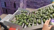 La medida aplica para Michoacán y afecta directamente las labores de los Oficiales Regulatorios del USDA. | Especial.