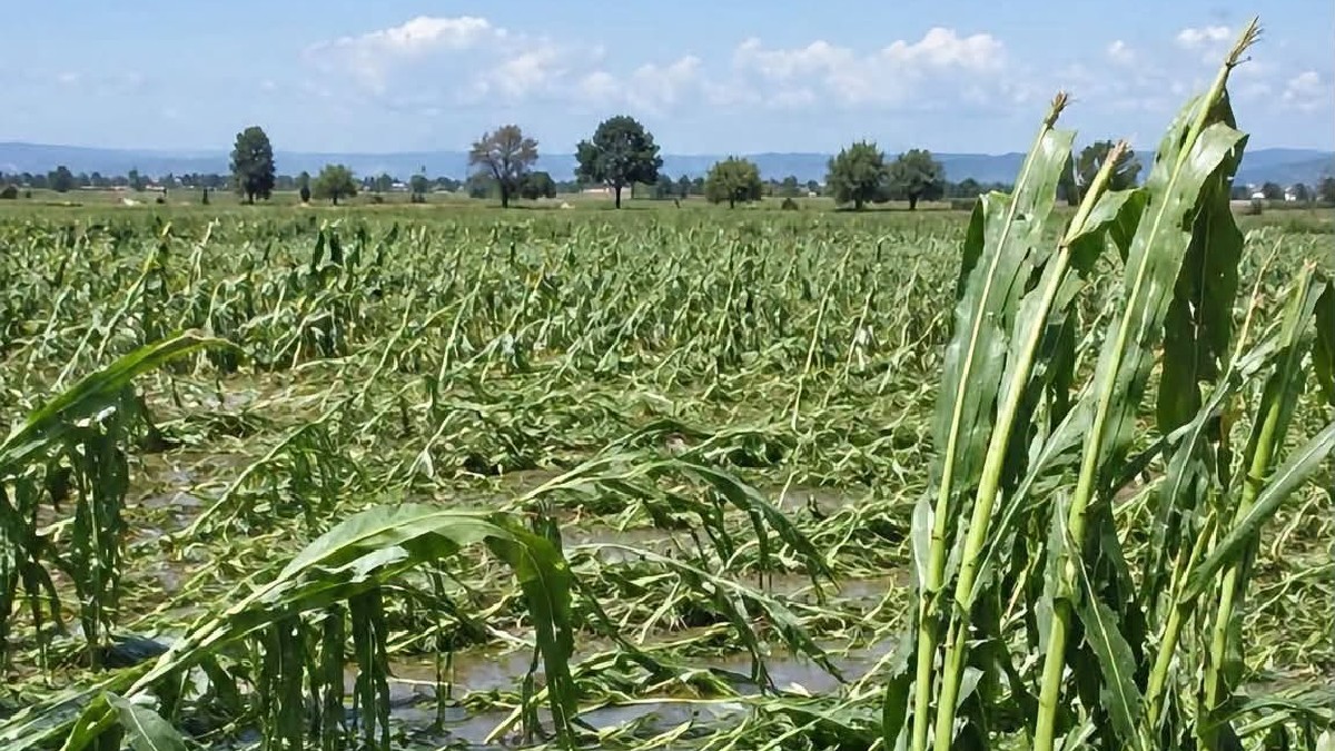 En el municipio de Pénjamo se reportara una afectación en mil 677 hectáreas de cultivo de maíz y sorgo. | Redes sociales.