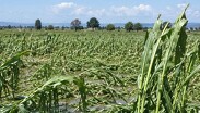 En el municipio de Pénjamo se reportara una afectación en mil 677 hectáreas de cultivo de maíz y sorgo. | Redes sociales.