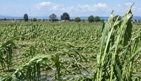 En el municipio de Pénjamo se reportara una afectación en mil 677 hectáreas de cultivo de maíz y sorgo. | Redes sociales.