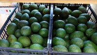 La producción de aguacate en Jalisco supera las 300 mil toneladas anuales. | Sader