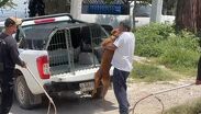 El caso de perro sigue en seguimiento y estará bajo supervisión sobre la actitud del animal