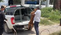 El caso de perro sigue en seguimiento y estará bajo supervisión sobre la actitud del animal