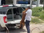 El caso de perro sigue en seguimiento y estará bajo supervisión sobre la actitud del animal