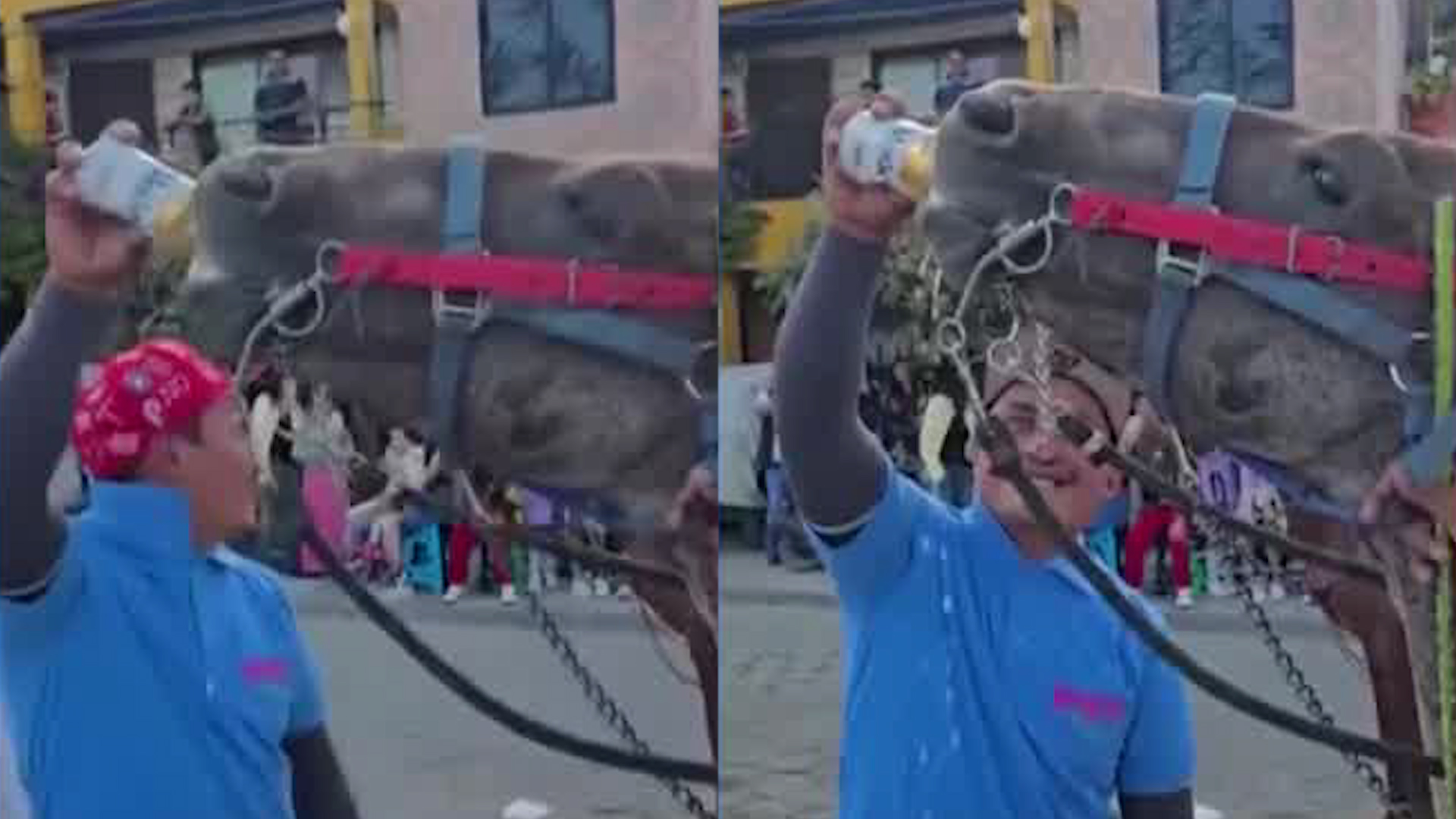 Hombre es investigado por emborrachar a caballo durante fiesta patronal en Huixcolotla, Puebla