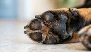 Por medio de las redes sociales la asociación animal pidió ayuda para poder recaudar fondos para la operación del canino | Imagen generada con Gemini