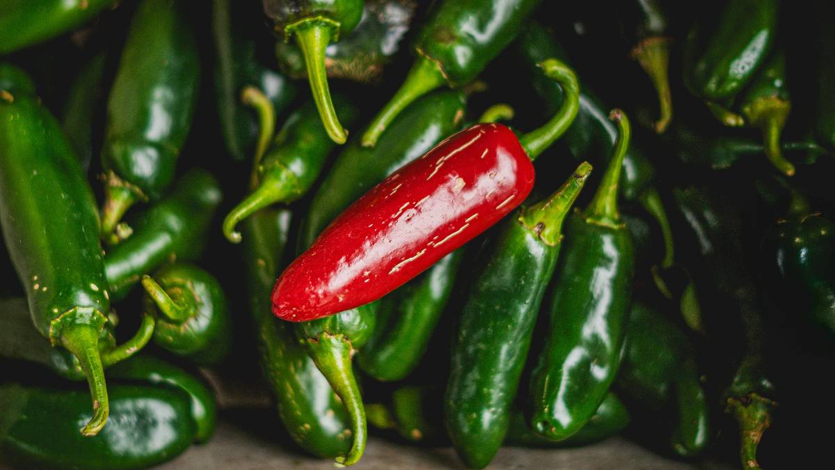 La FDA ha recomendado no consumir ni vender chile jalapeño procedente de Sinaloa | Pexels