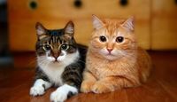 8 de agosto es una fecha para promover el bienestar de los gatos.| Especial