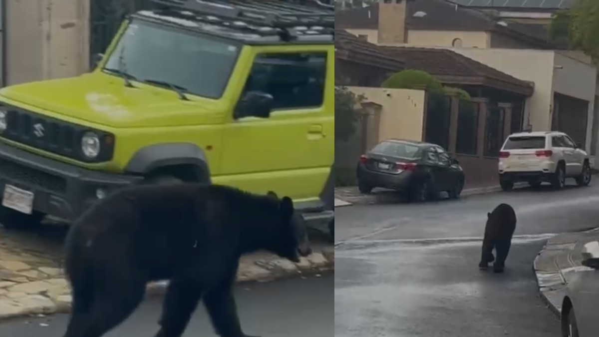 Un oso se encontraba rondando de forma casual por la calle Sauces. | Redes Sociales