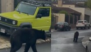 Un oso se encontraba rondando de forma casual por la calle Sauces. | Redes Sociales