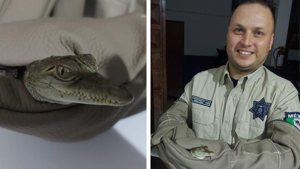 Aseguran a pequeño cocodrilo de 40 centímetros dentro del canal San Ramón en Guadalajara.