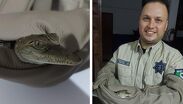 Aseguran a pequeño cocodrilo de 40 centímetros dentro del canal San Ramón en Guadalajara.