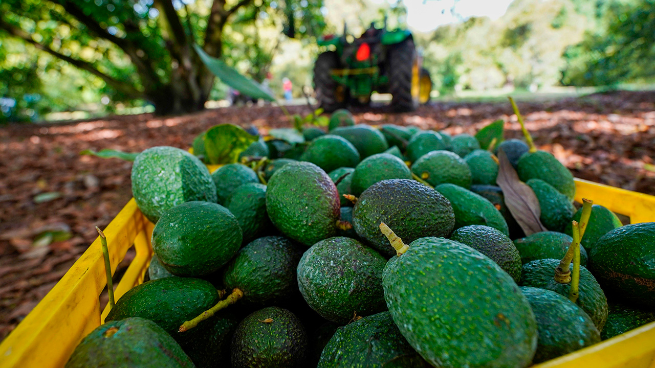 El aguacate mexicano, rehén de la violencia en Michoacán