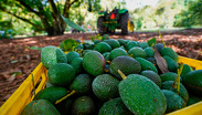El aguacate mexicano, rehén de la violencia en Michoacán