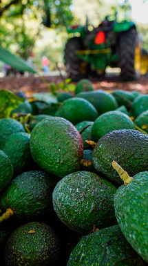 El aguacate mexicano, rehén de la violencia en Michoacán