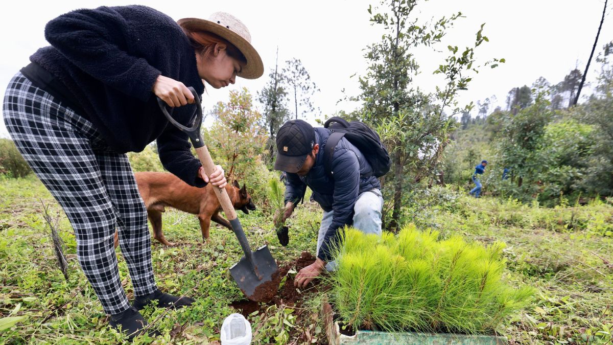 Jornada de reforestación en el predio Agua Cerrada, en la Meseta de Tapalpa