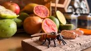 Apicultores de Jalisco alertan calor extremo y miel apócrifa. | Vía Facebook Asociacion Ganadera Local de Apicultores de Guadalajara