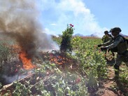 Cártel de Sinaloa pierde producción histórica de amapola en Triángulo Dorado