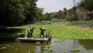 La plaga estaba afectando de manera significativa el ecosistema del embalse.