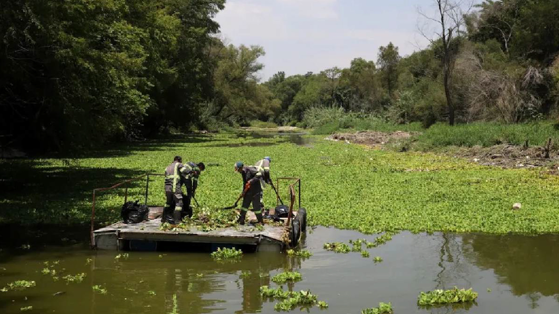 Retiran 250 toneladas de lechuguilla en el arroyo La Chueca tras plaga por aguas negras