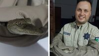 Aseguran a pequeño cocodrilo de 40 centímetros dentro del canal San Ramón en Guadalajara.