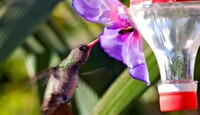 Los colibríes suelen acercarse a lugares tranquilos y con gran variedad de flores | Redes sociales