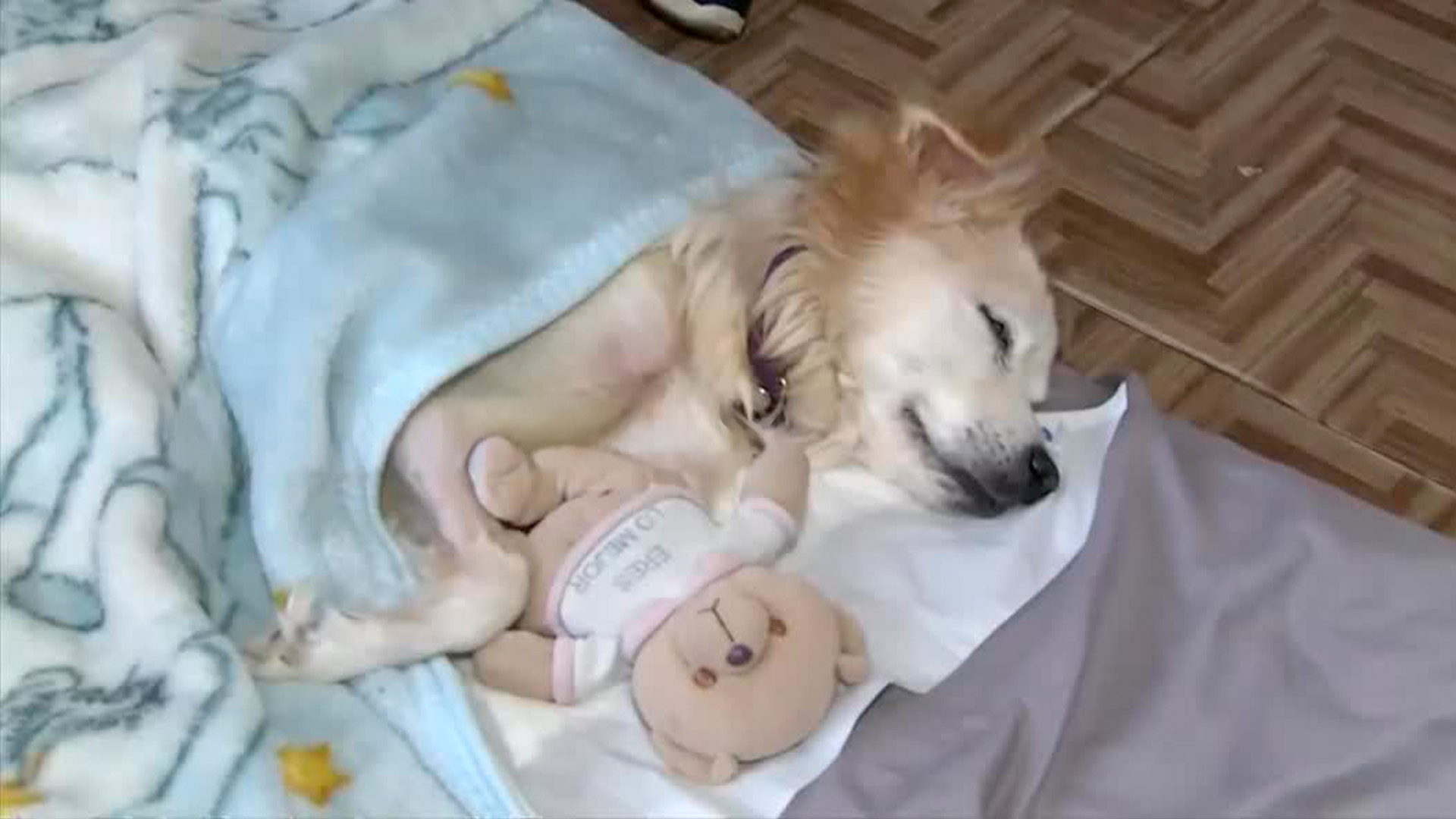 Mujer atropella a perrita Kira en Iztapalapa, huye y la deja con tres fracturas graves