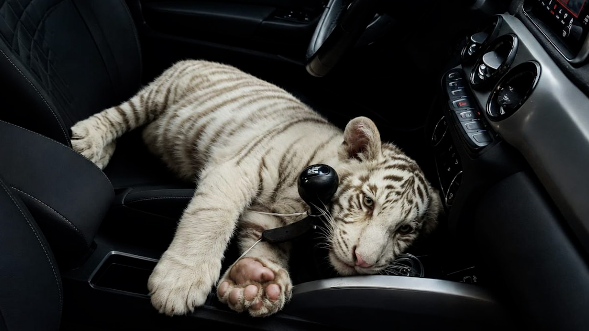 Rescatan a cachorra de tigre de Bengala blanco en Central de Abasto en Iztapalapa