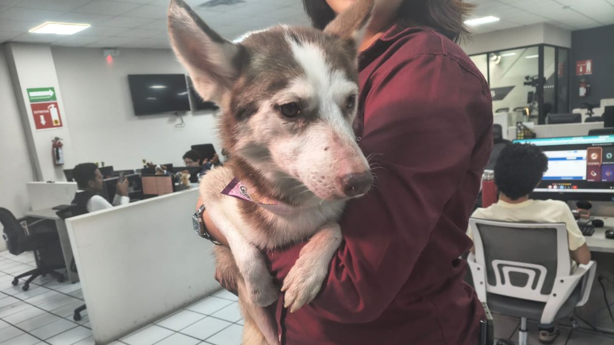 Rescatan a cuatro perros desnutridos en El Salto: Calca lucha por una segunda oportunidad.