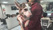 Rescatan a cuatro perros desnutridos en El Salto: Calca lucha por una segunda oportunidad.