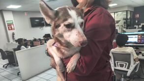 Rescatan a cuatro perros desnutridos en El Salto: Calca lucha por una segunda oportunidad.
