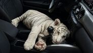 Una tigresa de bengala blanca fue rescatada por autoridades capitalinas en Iztapalapa; el responsable fue detenido. | SSC CdMx