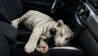Una tigresa de bengala blanca fue rescatada por autoridades capitalinas en Iztapalapa; el responsable fue detenido. | SSC CdMx