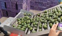 La medida aplica para Michoacán y afecta directamente las labores de los Oficiales Regulatorios del USDA. | Especial.