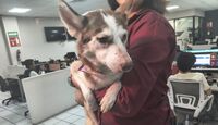 Rescatan a cuatro perros desnutridos en El Salto: Calca lucha por una segunda oportunidad.